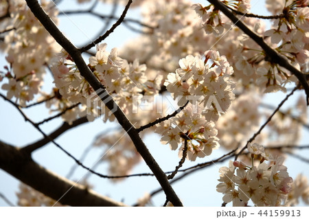 下から見た桜の写真素材