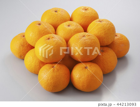 カワノナツダイダイの写真素材 - PIXTA