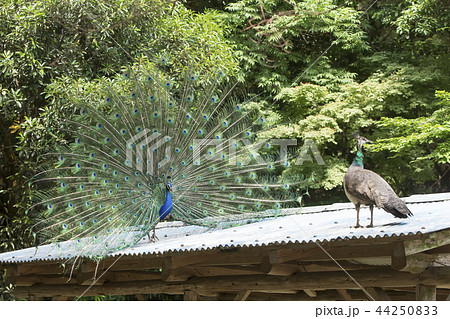 大牟田市動物園 クジャク の写真素材 大牟田市動物園 クジャク の写真素材