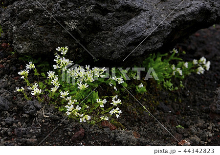 フジハタザオの写真素材