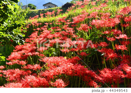 6枚の花びらが放射状につくの写真素材