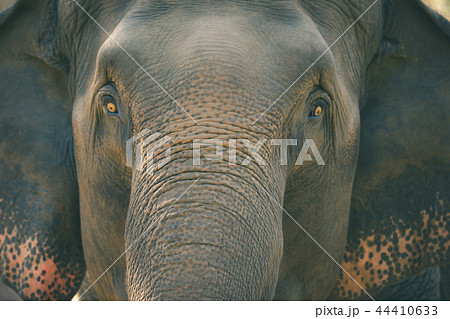 動物 象 顔 正面 目の写真素材