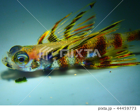 トビウオ 魚 海 飛ぶの写真素材