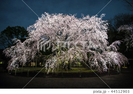 しだれ桜(六義園)水彩画 木製フレーム付き 六義園のしだれ桜のライトアップイベントは3月22～28日まで