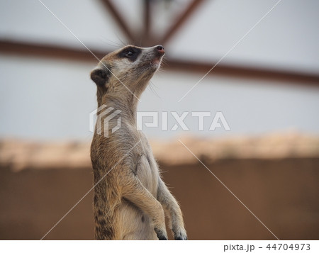 ティモン 動物の写真素材