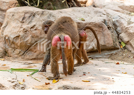 猿のお尻の写真素材 Pixta
