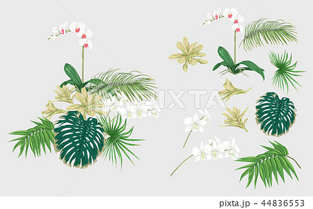 デザイン 柄 植物 ジャングルのイラスト素材 Pixta