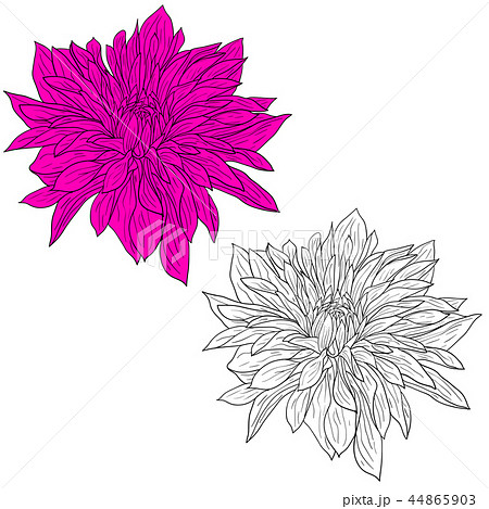 ステンシル 菊 花 お花のイラスト素材