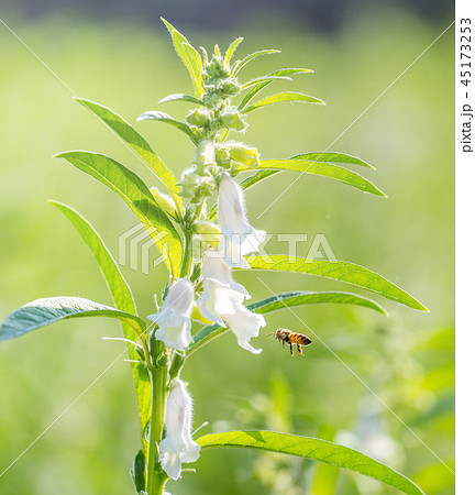 ゴマの花の写真素材