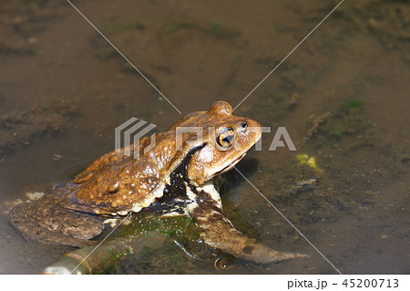 ガマガエルの写真素材 - PIXTA