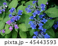 山紫陽花 八重甘茶 花言葉は 祝杯 の写真素材