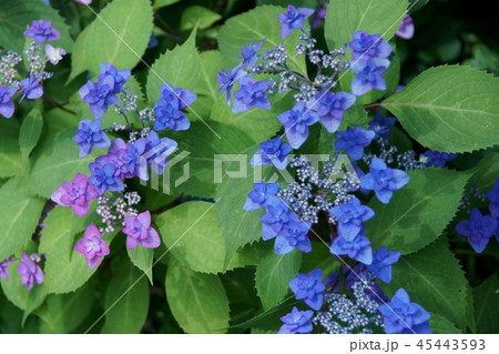 花 あじさい 八重あじさい 青の写真素材