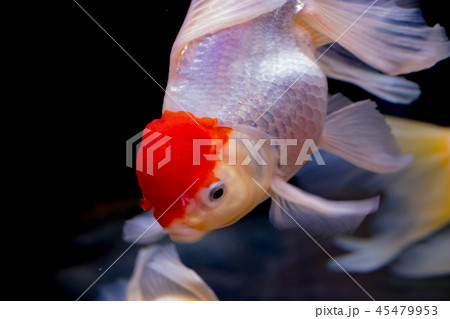 金魚 タンチョウ 丹頂 魚の写真素材