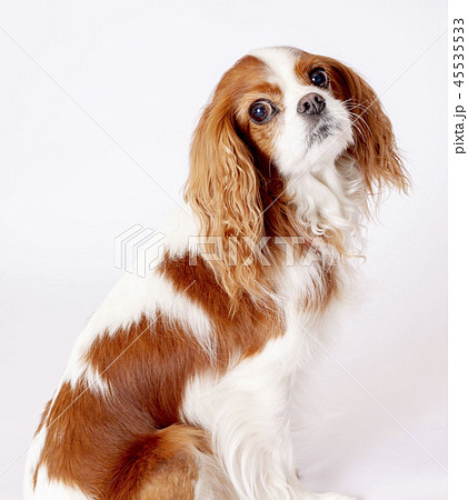 キャバリアキングスチャールズコッカースパニエル キャバリア 小型犬 犬の写真素材