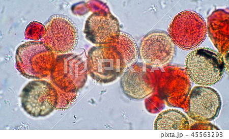 顕微鏡写真 カボチャ 微生物 細菌の写真素材