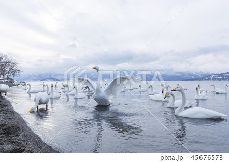 渡り鳥 北海道の写真素材