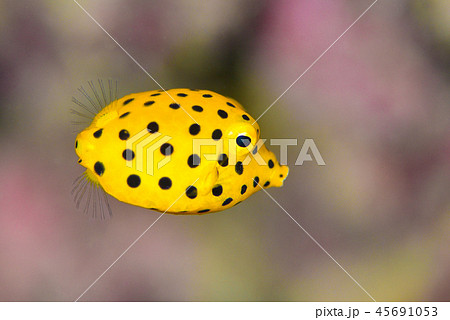 ハコフグの幼魚の写真素材