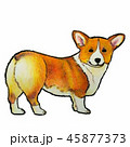 コーギーの後ろ姿のイラスト素材