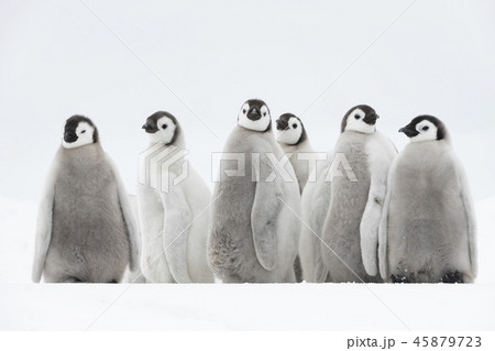 皇帝ペンギン ペンギン 赤ちゃん ヒナの写真素材