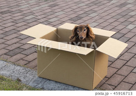 捨て犬 犬 捨てる 段ボールの写真素材