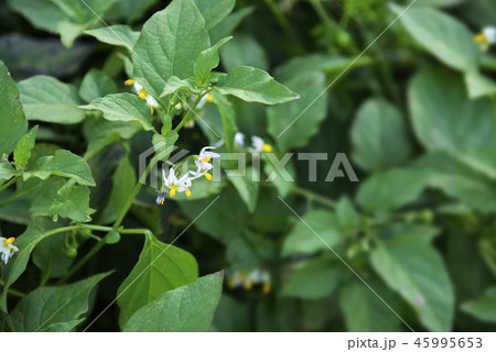 ナス科の雑草の写真素材