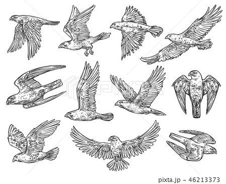 鷲 エンブレム 鳥 鷹のイラスト素材