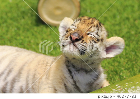 トラ 虎 の写真素材集 ピクスタ