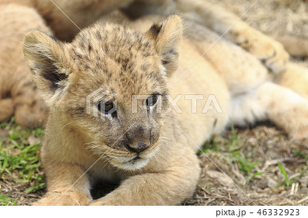 赤ちゃんライオンの写真素材