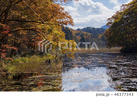 矢の原湿原 福島県昭和村の写真素材