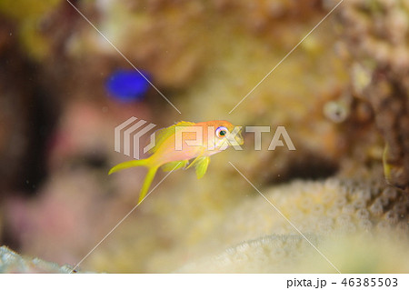 金魚のあくびの写真素材