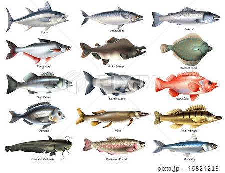 鰓のイラスト素材