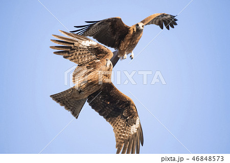 二羽 とんび トンビ 鳶の写真素材 - PIXTA