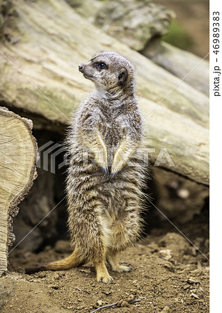 気性が荒いの写真素材