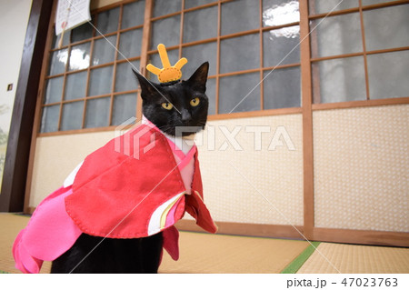 猫 ひな祭り ひな人形 お雛様の写真素材