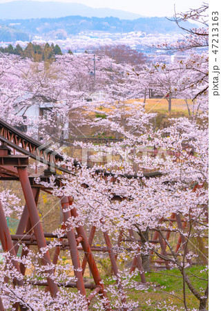 船岡城址公園 スロープカー 桜 柴田町の写真素材