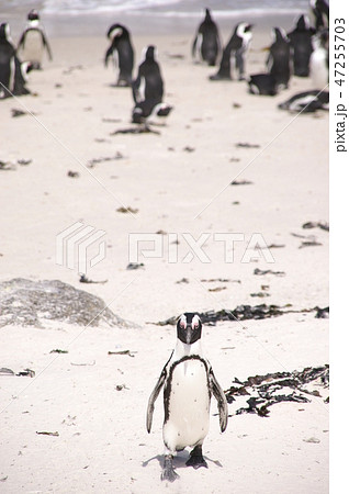 ファーストペンギンの写真素材