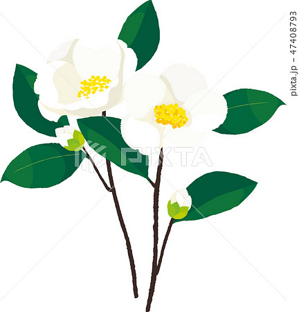 白椿のイラスト素材