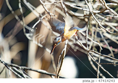 野鳥 カワセミ 鳥 飛ぶの写真素材