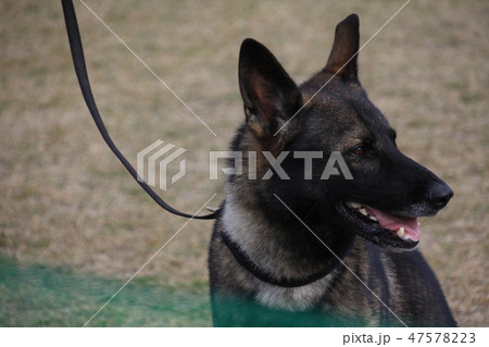 警備犬 航空自衛隊 基地 航空祭の写真素材