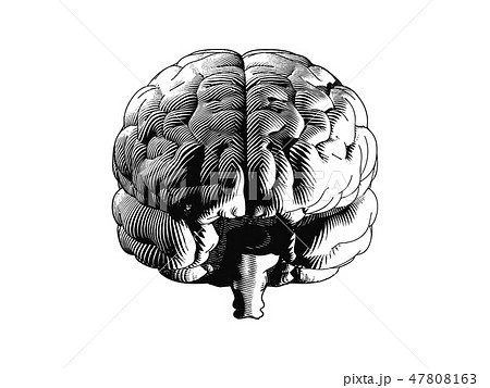 脳 正面 ベクター 医学のイラスト素材