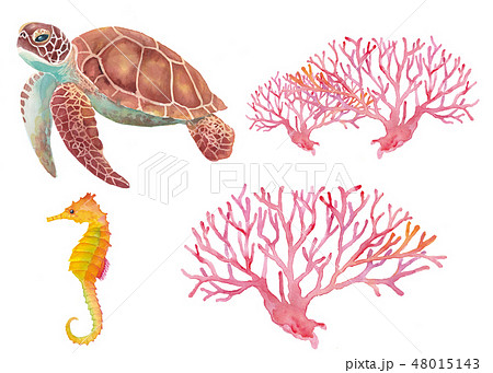 Sea Turtleのイラスト素材