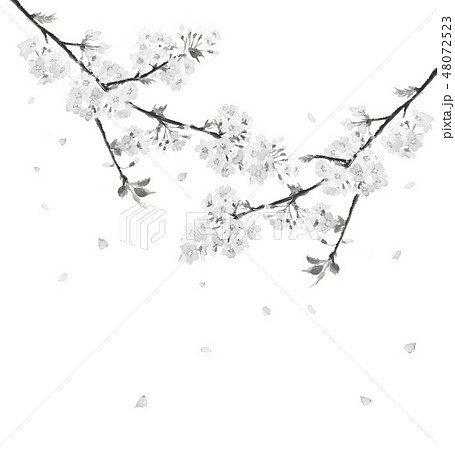 花 桜 墨 水墨画のイラスト素材