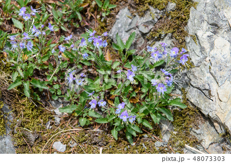 深山鍬形 花 植物 ミヤマクワガタの写真素材