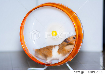 回し車 ハムスターの写真素材