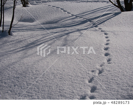 テン 動物 足跡 雪の写真素材