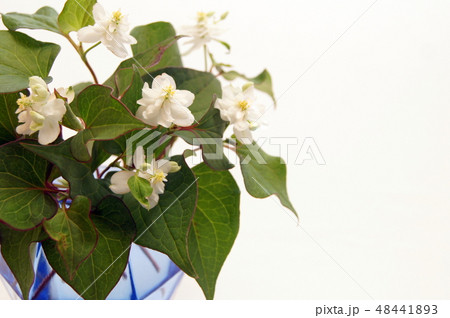 八重咲きドクダミの写真素材