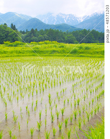 植えたばかりの水田と残雪の山