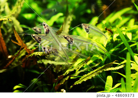 トランスルーセントグラスキャットフィッシュの写真素材