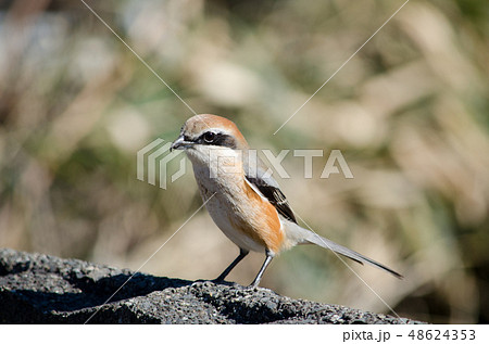 モズ かわいいの写真素材