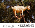 木に登るヤギの写真素材